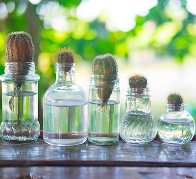 Packaged Cactus Water Market by Geography - Forecast and Analysis 2020-2024